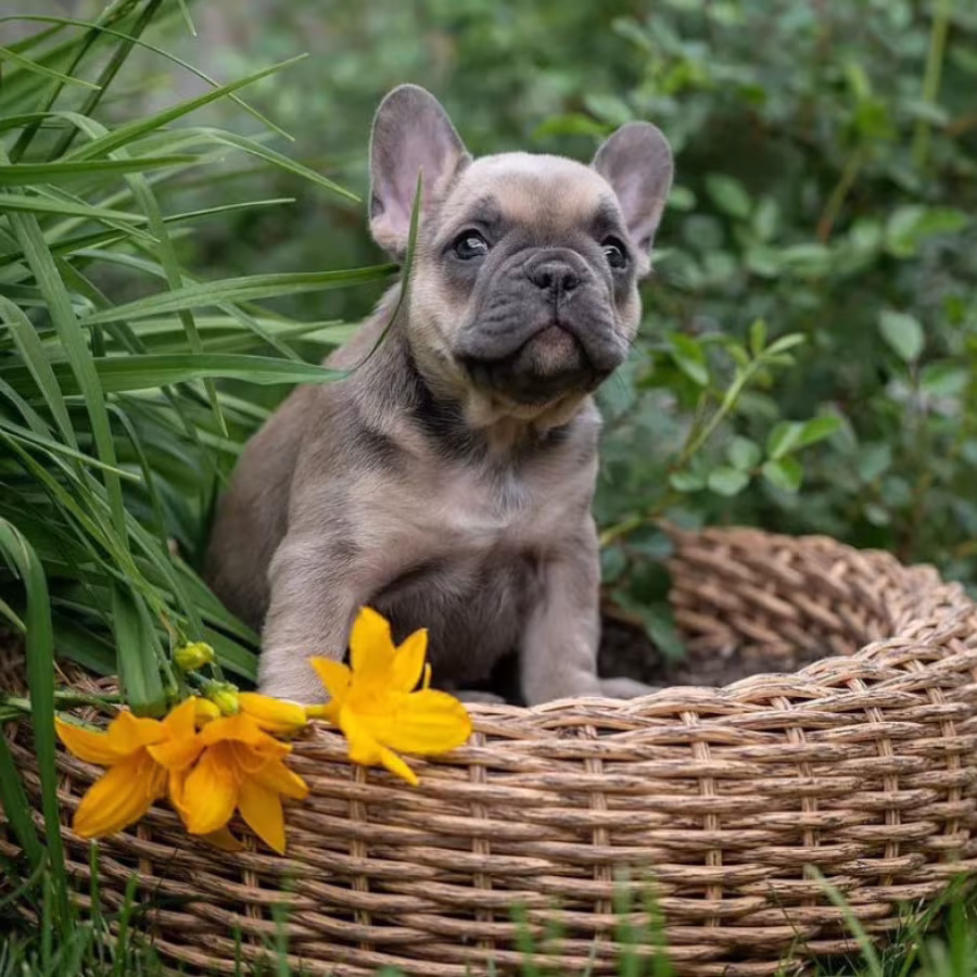 French Bulldog Puppies for Sale in Florida (FL)