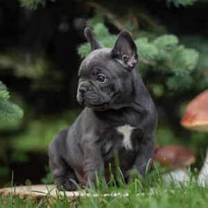 French Bulldog Puppies for Sale in Florida (FL)