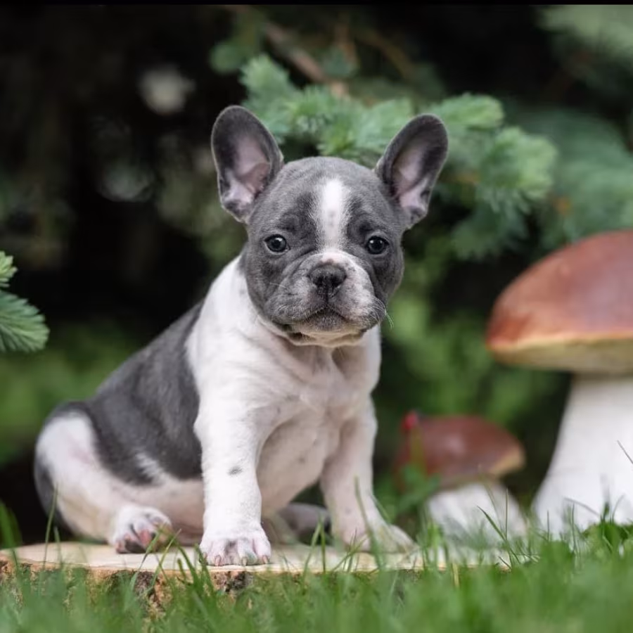 French Bulldog Puppies for Sale in Florida (FL)