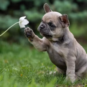 French Bulldog Puppies for Sale in Florida (FL)