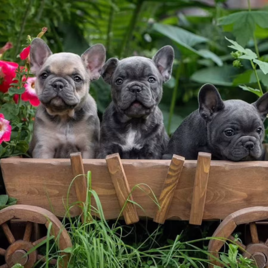 French Bulldog Puppies for Sale in Florida (FL)