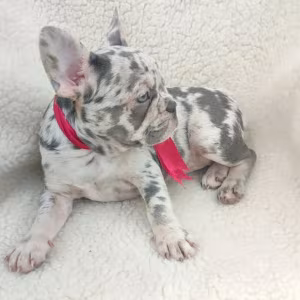 French Bulldog Puppy for Sale in California (CA)