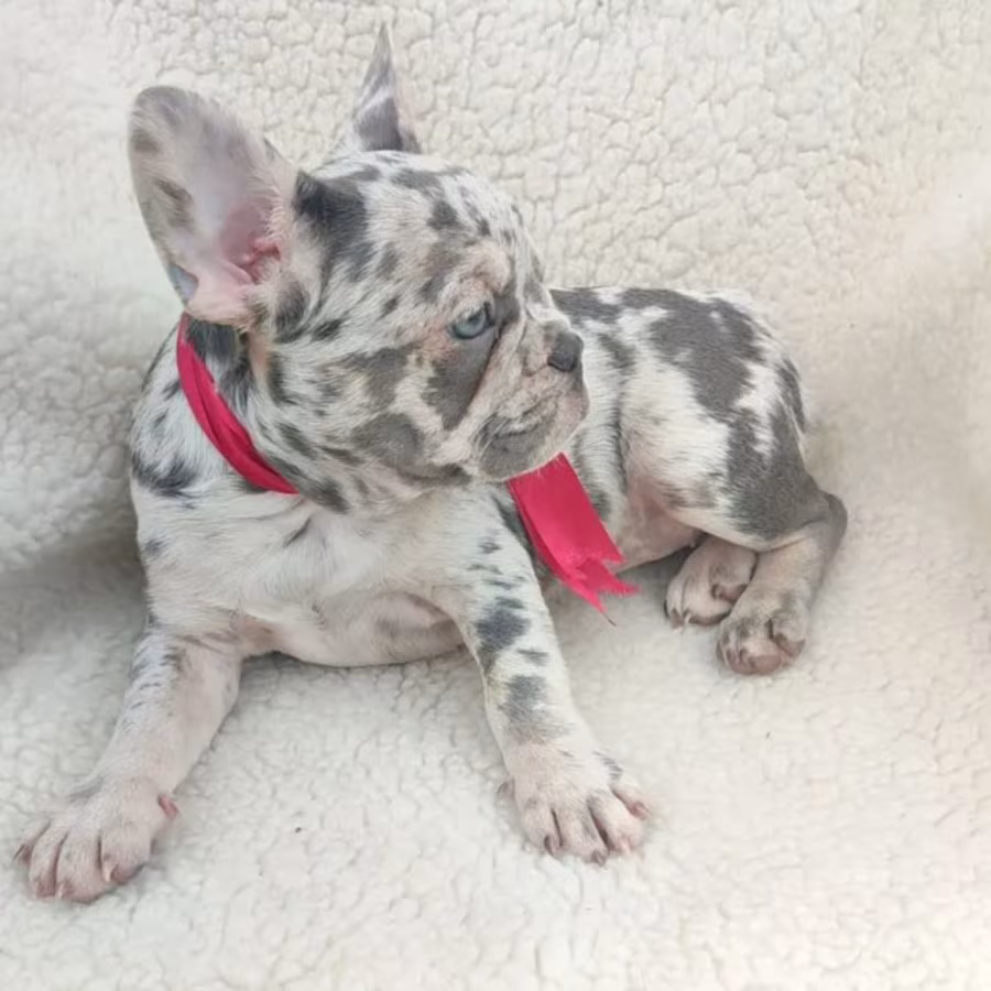 French Bulldog Puppy for Sale in California (CA)