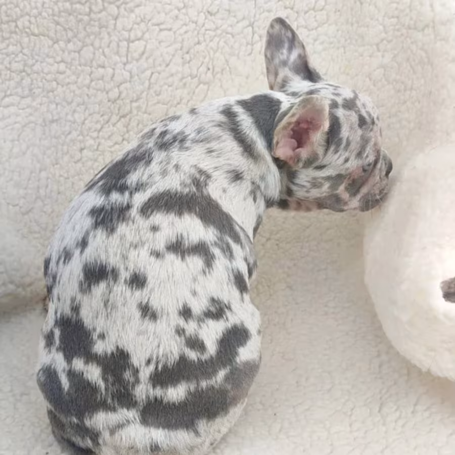 French Bulldog Puppy for Sale in California (CA)