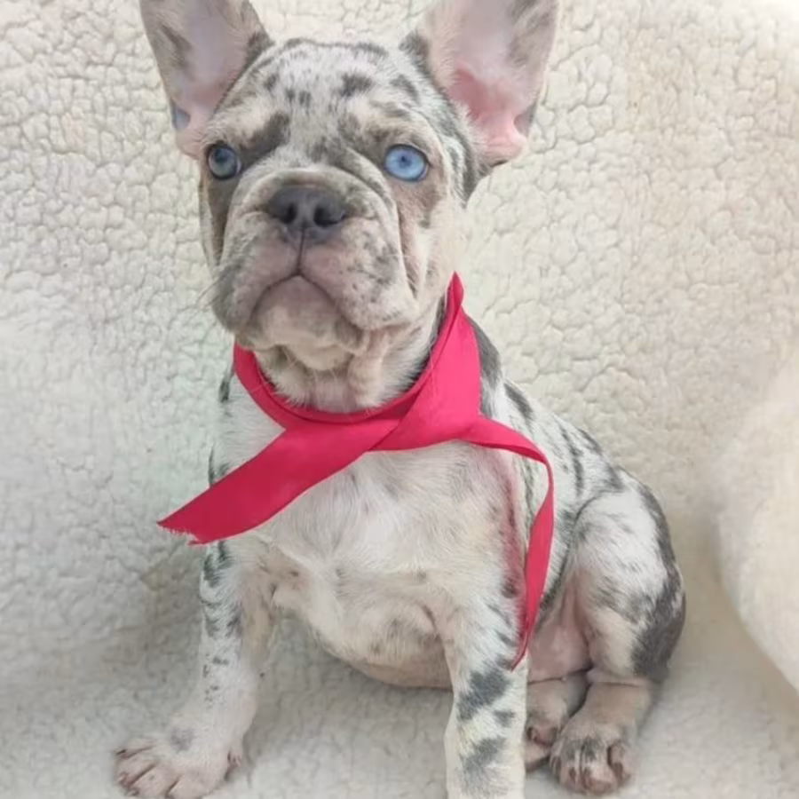 French Bulldog Puppy for Sale in California (CA)
