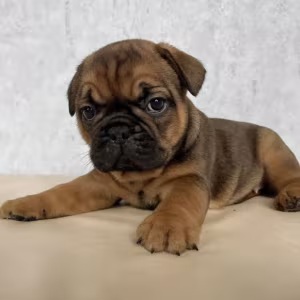 French Bulldog Puppies for Sale in New York (NY)