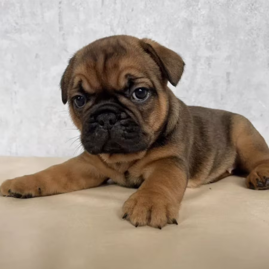 French Bulldog Puppies for Sale in New York (NY)