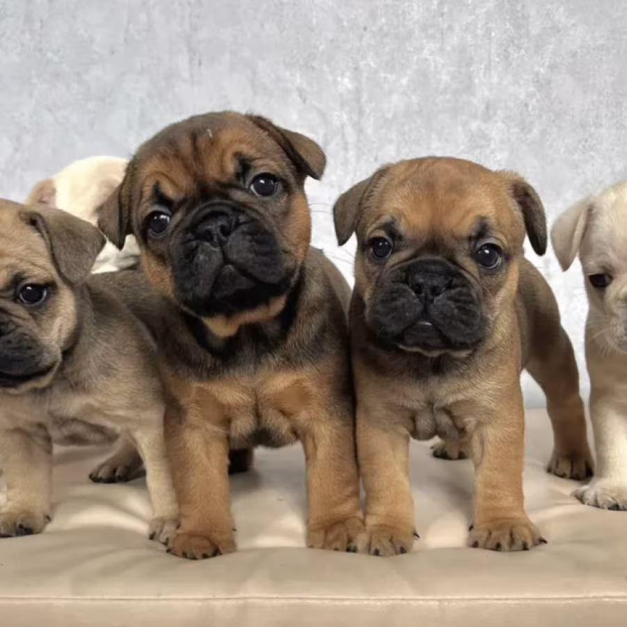 French Bulldog Puppies for Sale in New York (NY)