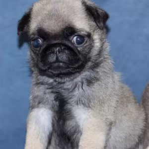 Pug Puppies for Sale in Louisiana (LA)