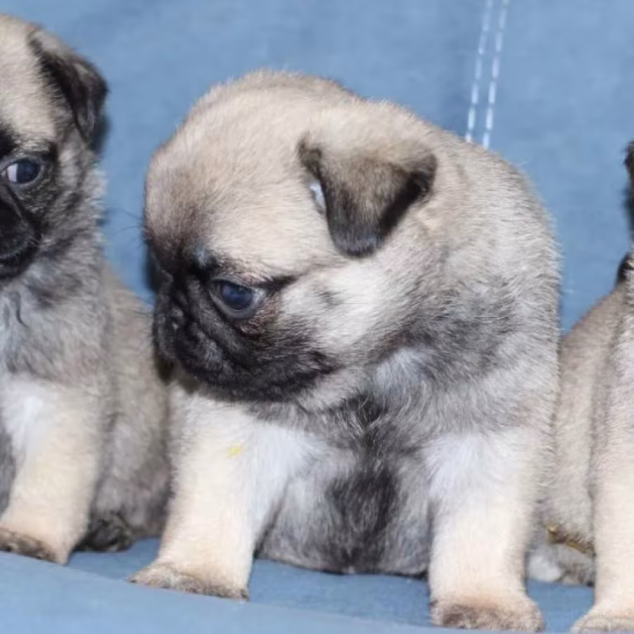 Pug Puppies for Sale in Louisiana (LA)