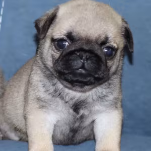 Pug Puppies for Sale in Louisiana (LA)