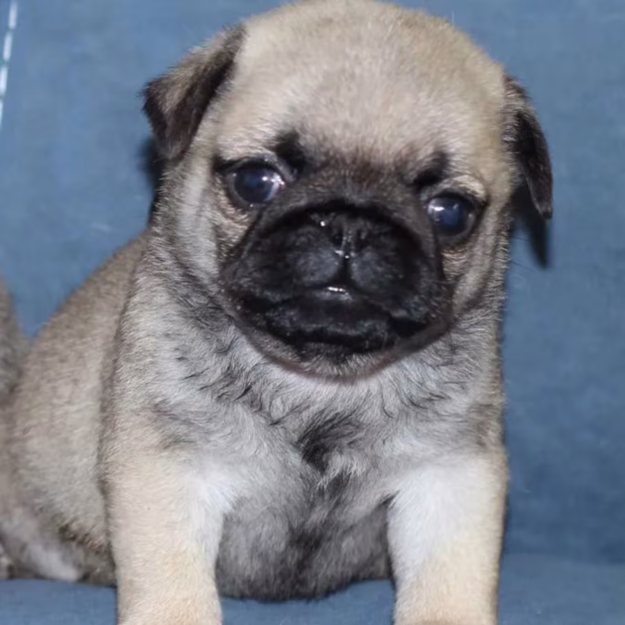 Pug Puppies for Sale in Louisiana (LA)