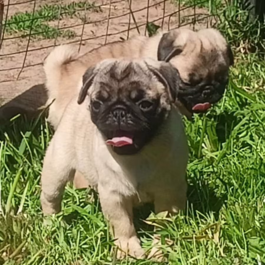 Purebred Pug Puppies Looking for a Family in Oregon (OR)