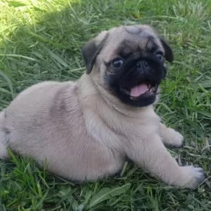 Purebred Pug Puppies Looking for a Family in Oregon (OR)