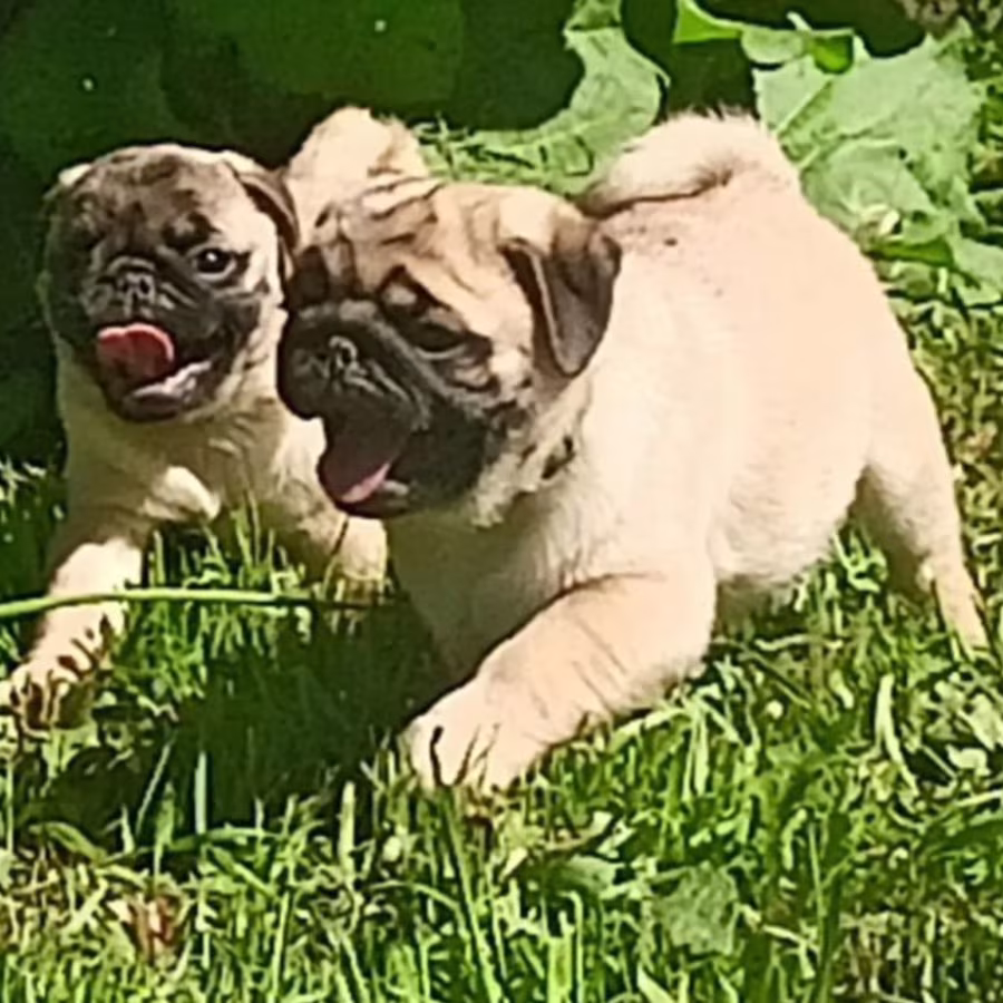 Purebred Pug Puppies Looking for a Family in Oregon (OR)