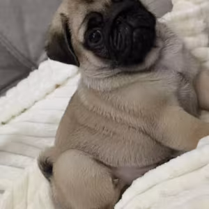 Pug Girl Looking for a Family in Bronx, NY