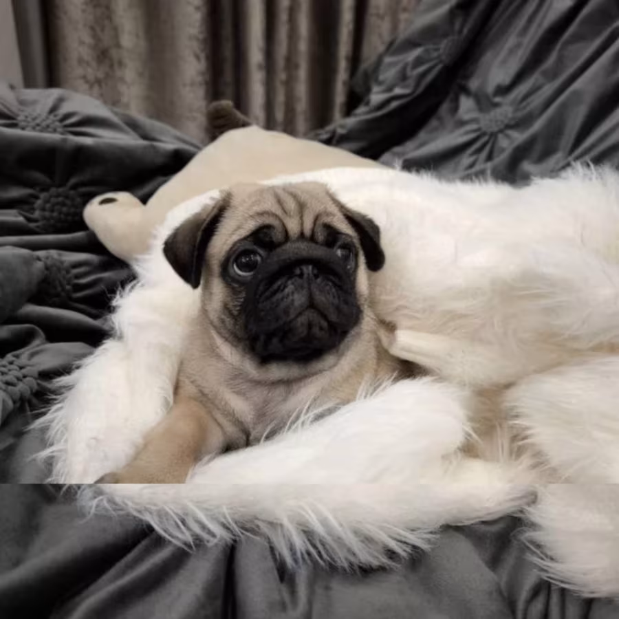 Pug Girl Looking for a Family in Bronx, NY