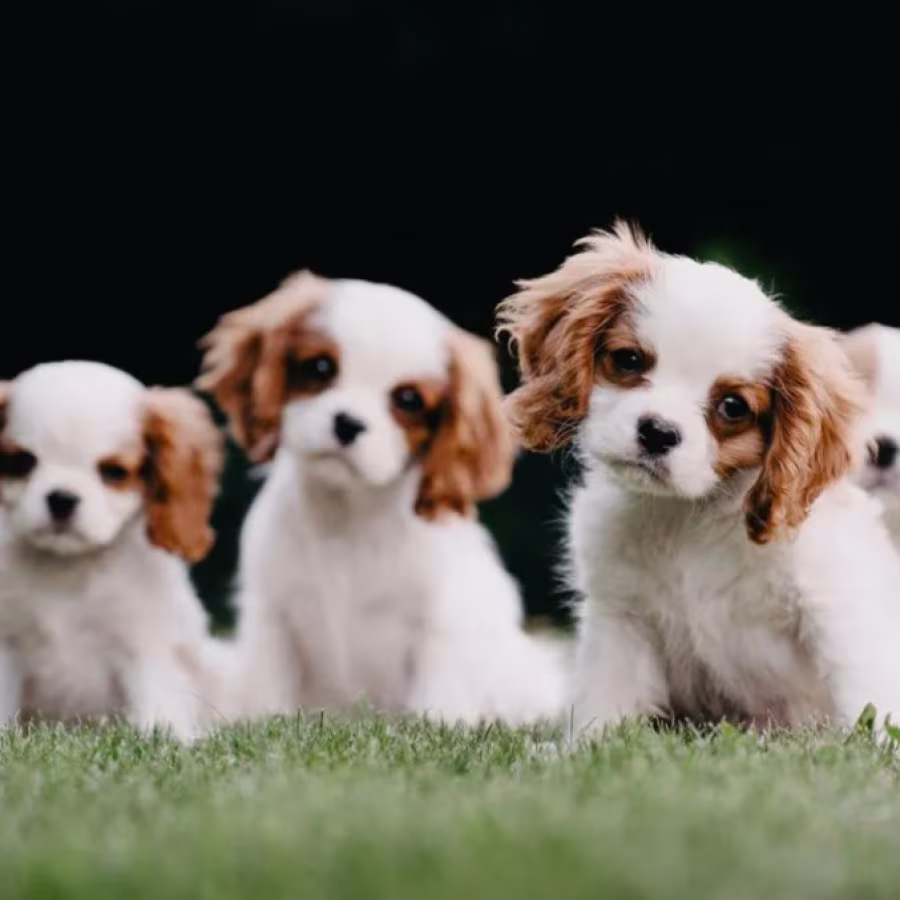 Cavalier King Charles Spaniel Puppies for Sale in Texas (TX)
