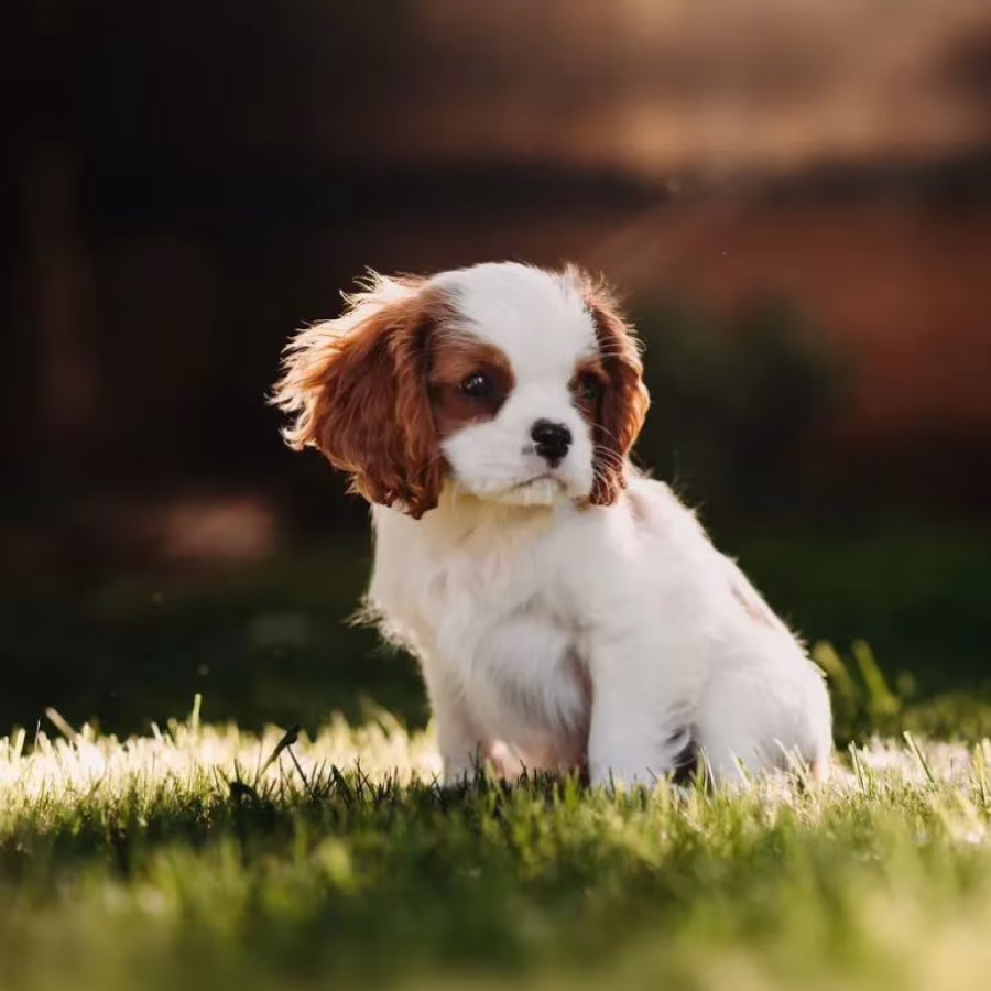 Cavalier King Charles Spaniel Puppies for Sale in Texas (TX)