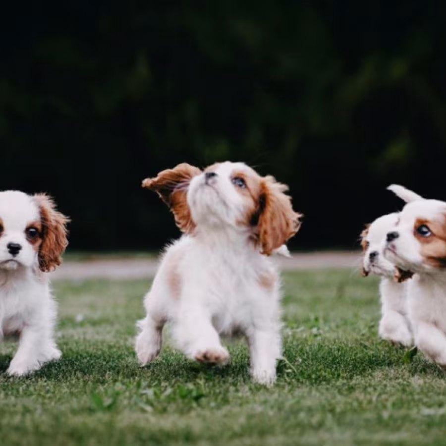 Cavalier King Charles Spaniel Puppies for Sale in Texas (TX)