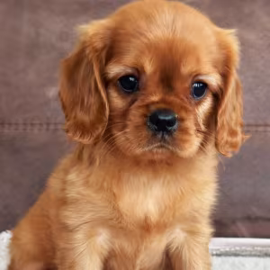 Cavalier King Charles Spaniel Girl for Sale, 12 Weeks Old in Manhattan (NY)