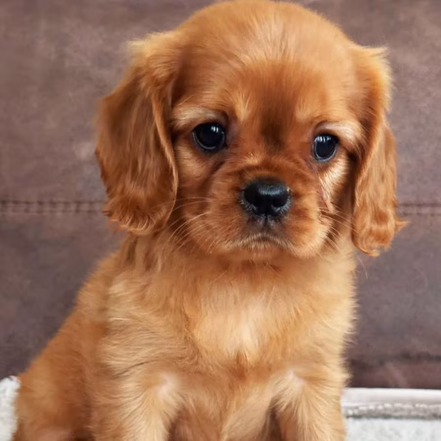 Cavalier King Charles Spaniel Girl for Sale, 12 Weeks Old in Manhattan (NY)
