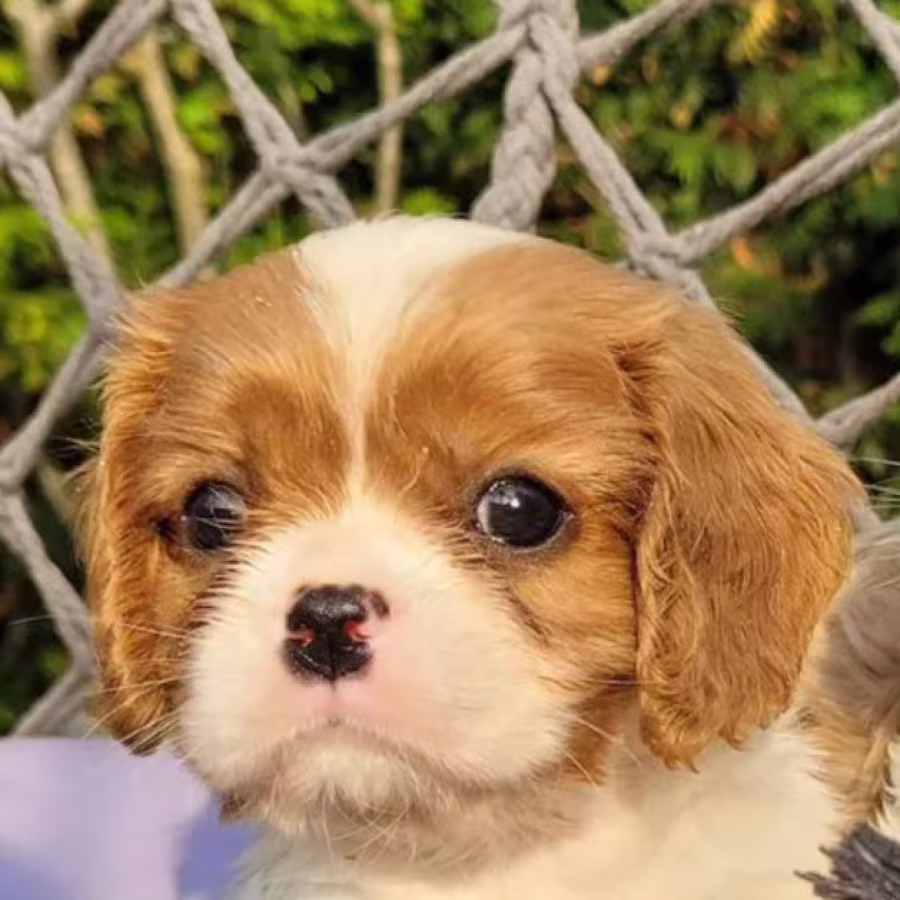 Cavalier King Charles Spaniel Puppies from a Home Dog in Austin (TX)
