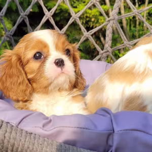 Cavalier King Charles Spaniel Puppies from a Home Dog in Austin (TX)