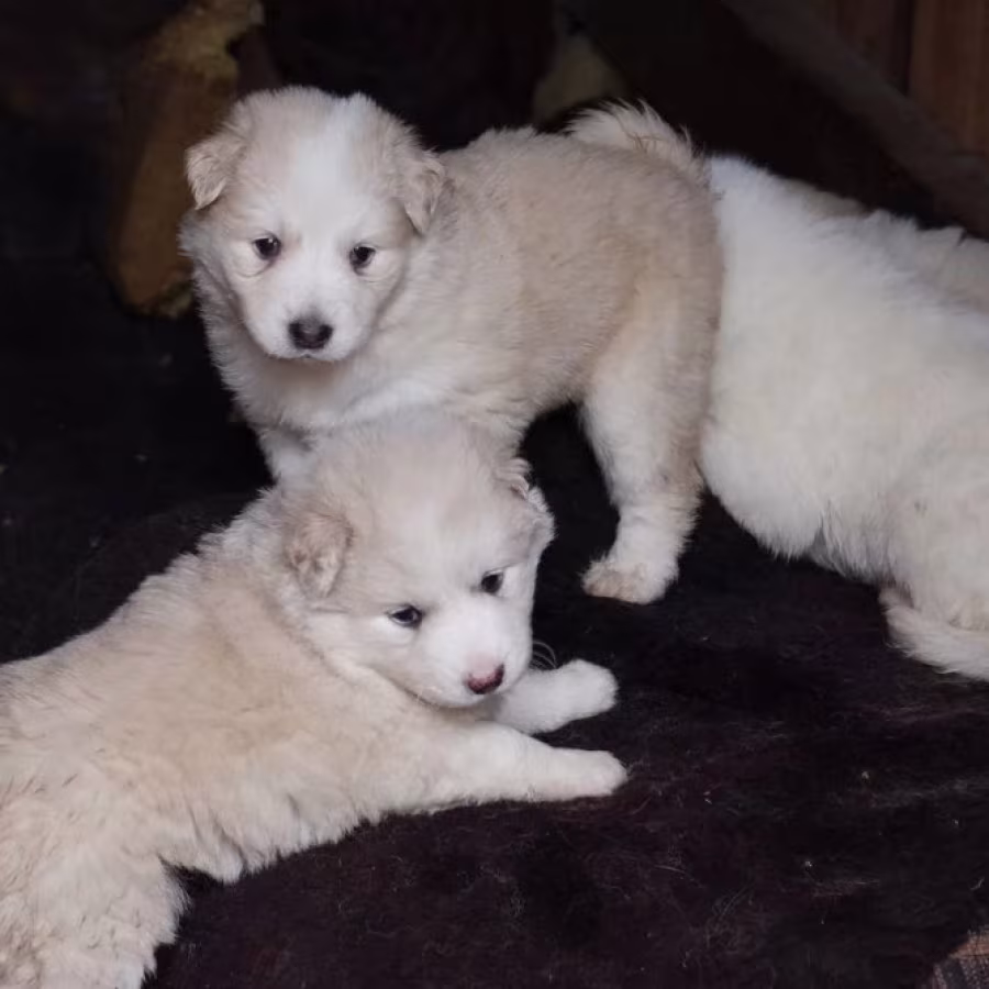 Collie Puppies for Sale in Texas (TX)