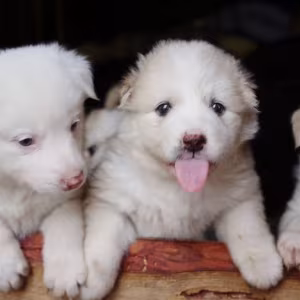 Collie Puppies for Sale in Texas (TX)