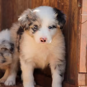 Rough Collie Puppies for Sale in Bronx (NY)