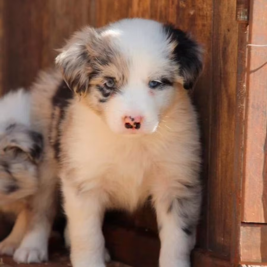 Rough Collie Puppies for Sale in Bronx (NY)
