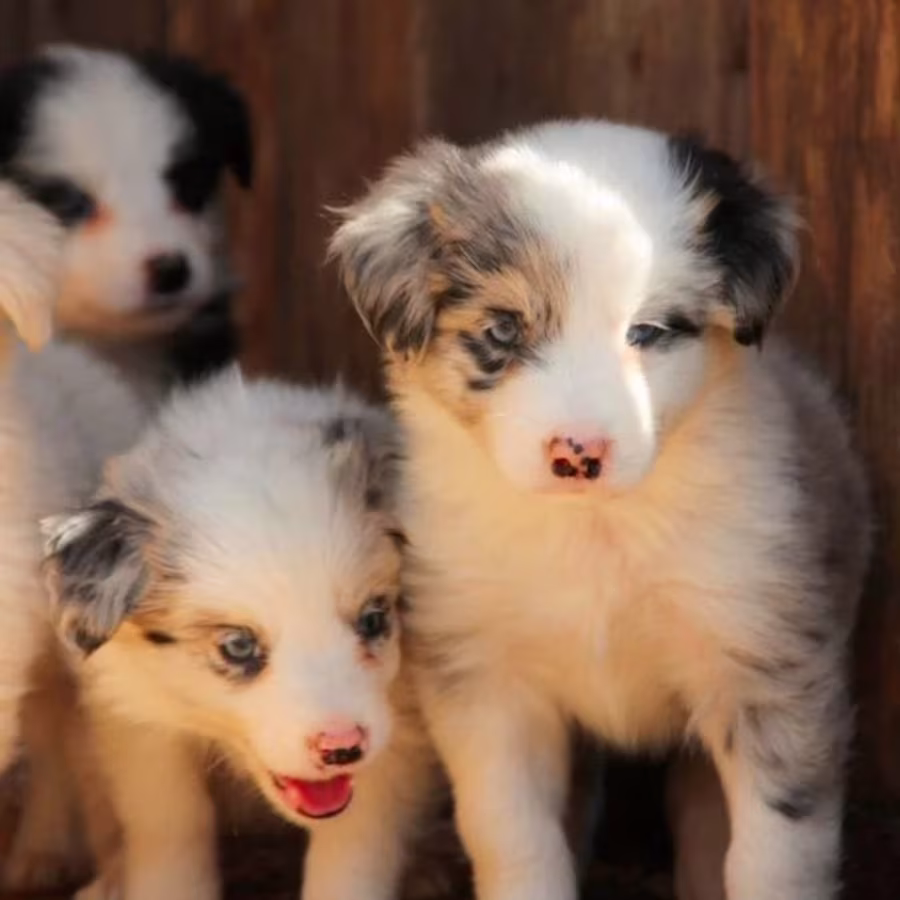 Rough Collie Puppies for Sale in Bronx (NY)