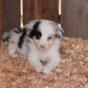 Rough Collie Puppies for Sale in Bronx (NY)