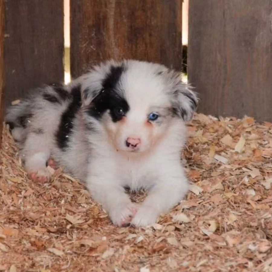 Rough Collie Puppies for Sale in Bronx (NY)