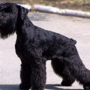 Schnauzer Brother and Sister Looking for a Home in (NY)