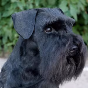 Schnauzer Brother and Sister Looking for a Home in (NY)