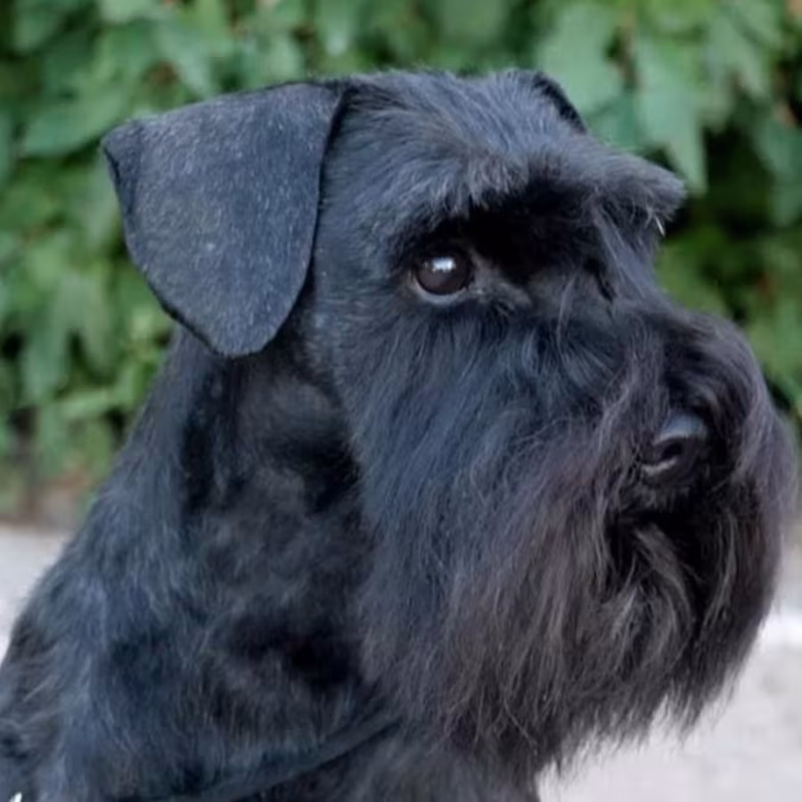 Schnauzer Brother and Sister Looking for a Home in (NY)