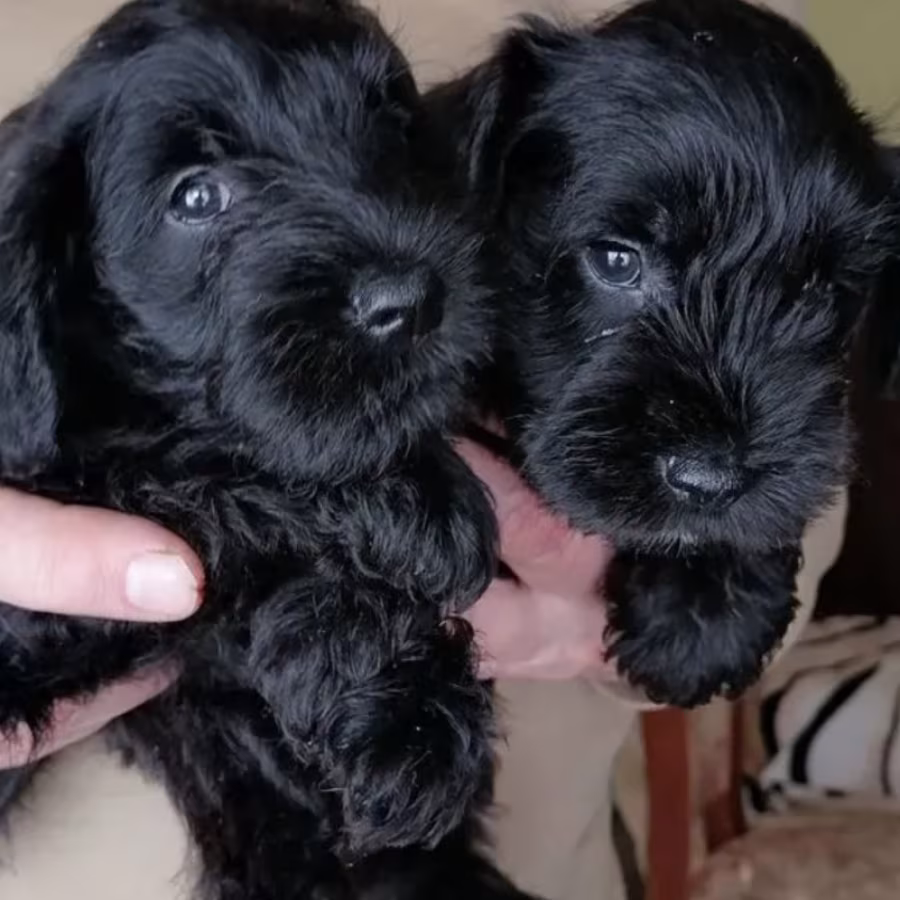 Schnauzer Brother and Sister Looking for a Home in (NY)