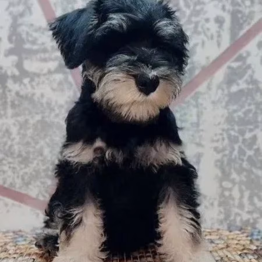 Standard Schnauzer Boy for Sale in (NY)