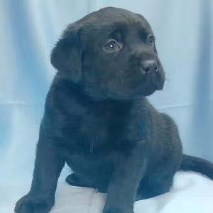 Labrador Retriever Puppies for Sale in California (CA)
