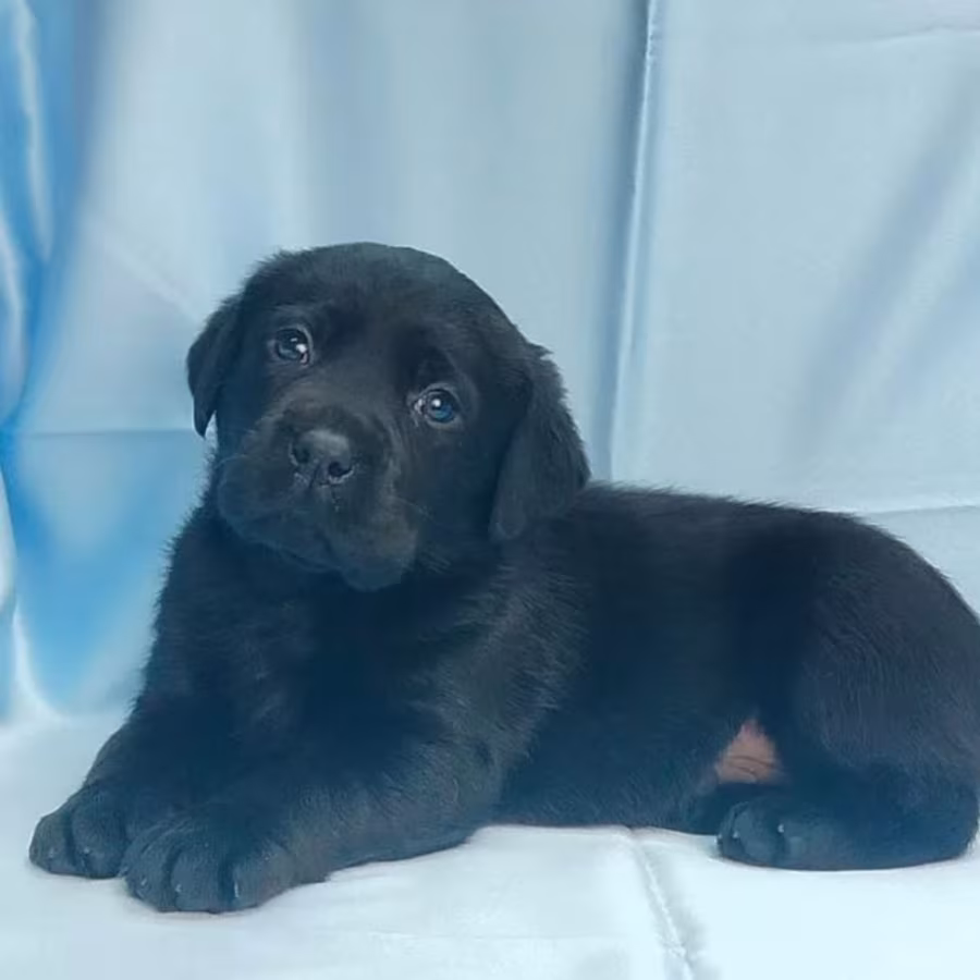 Labrador Retriever Puppies for Sale in California (CA)