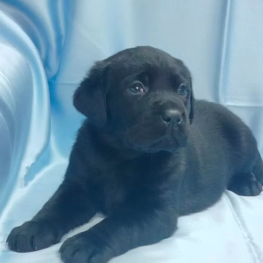 Labrador Retriever Puppies for Sale in California (CA)