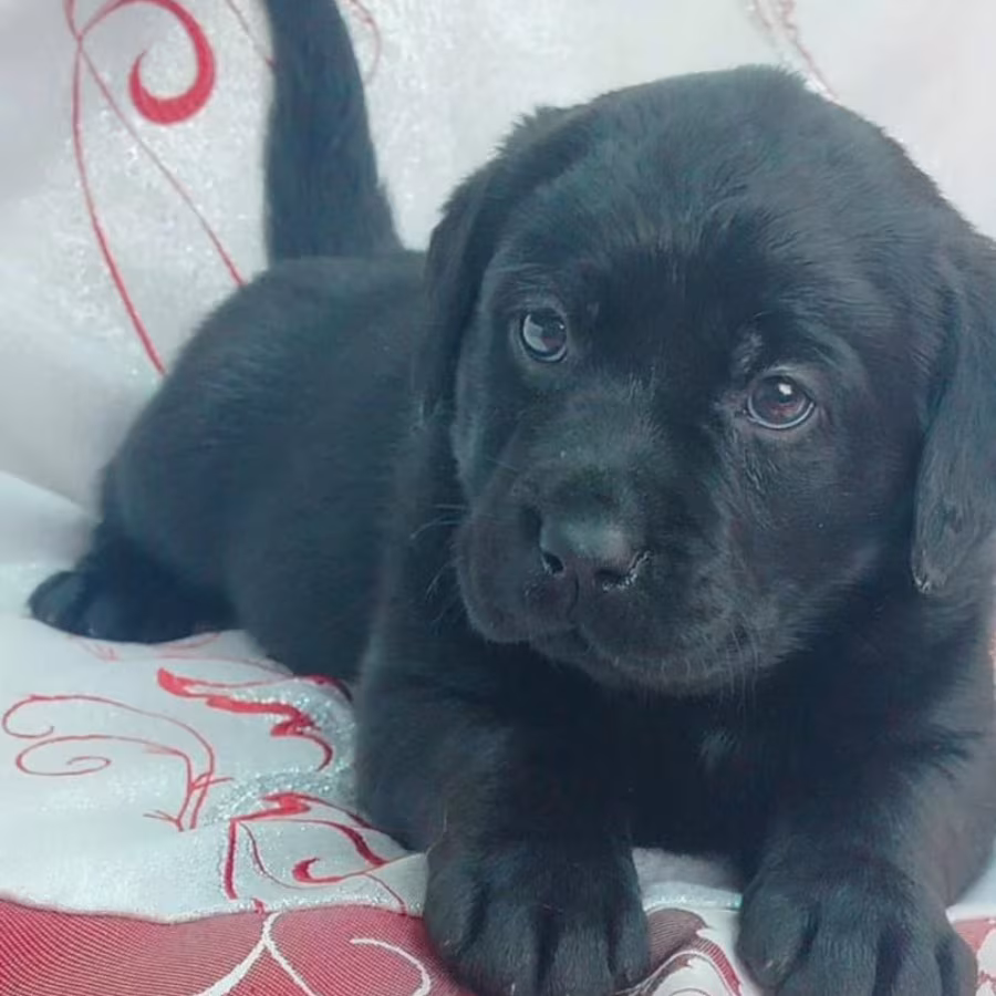 Labrador Retriever Puppies for Sale in California (CA)