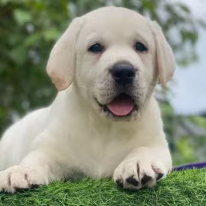 Labrador Retriever Puppies for Sale in Arizona (AZ)