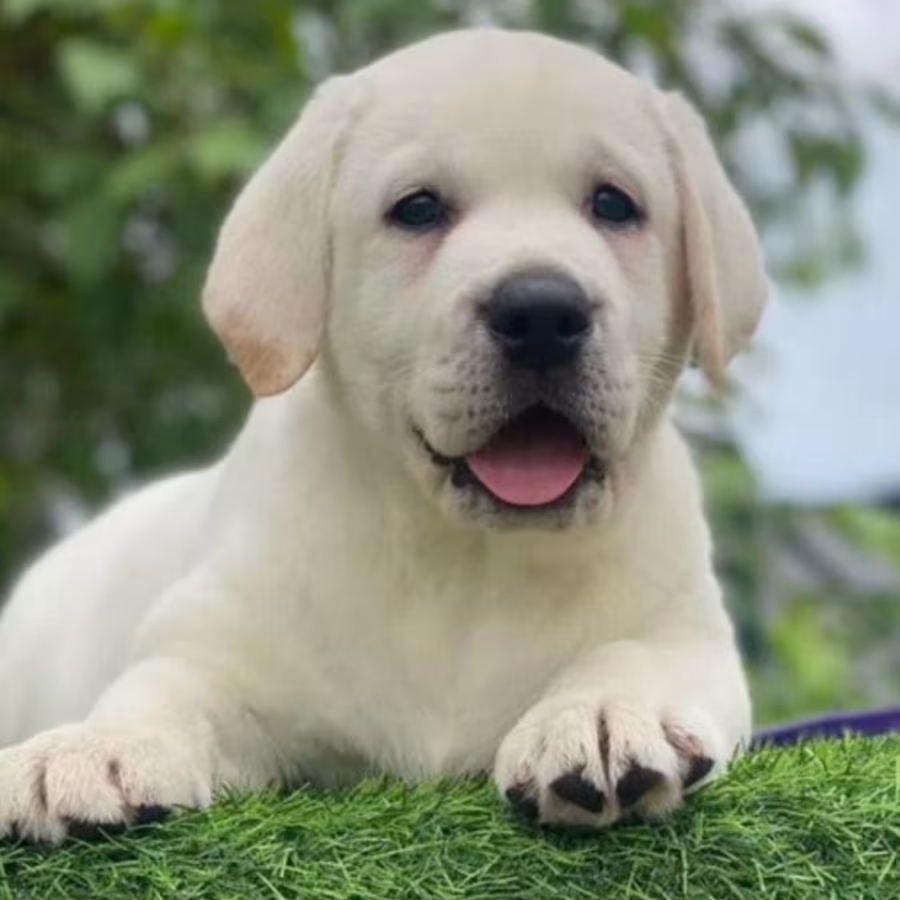 Labrador Retriever Puppies for Sale in Arizona (AZ)
