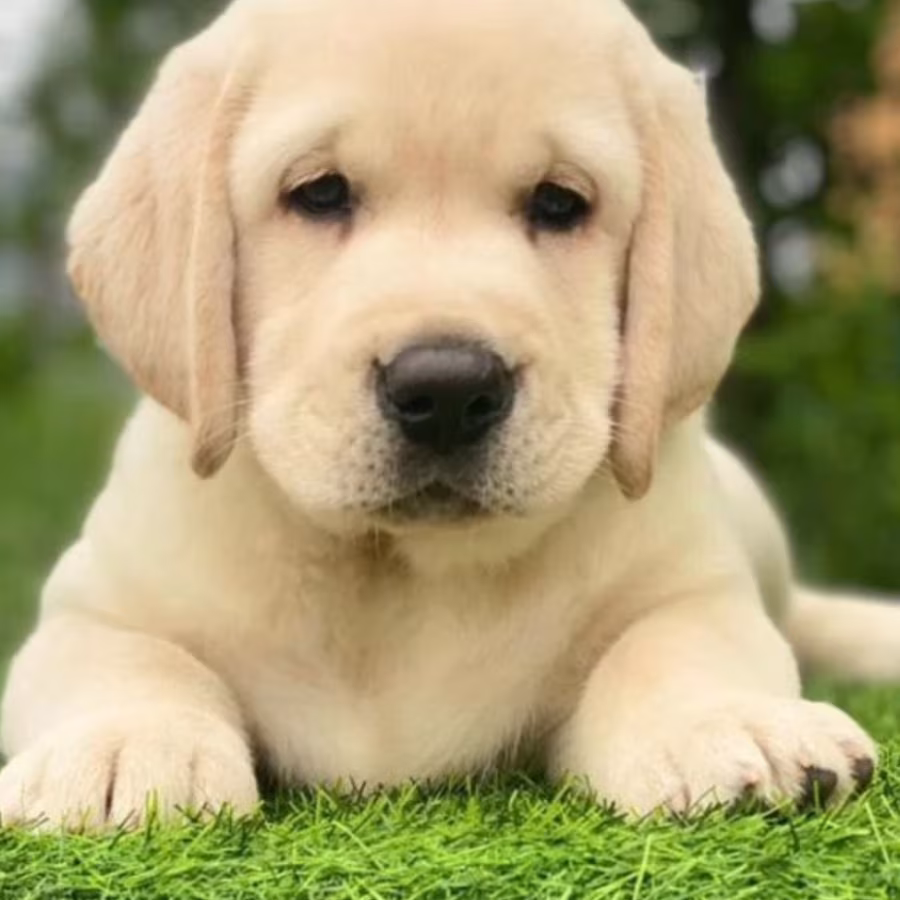 Labrador Retriever Puppies for Sale in Arizona (AZ)