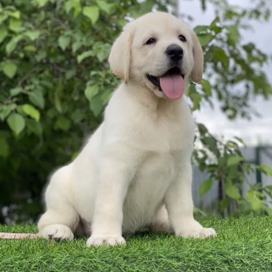 Labrador Retriever Puppies for Sale in Arizona (AZ)