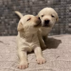 Labrador Retriever Puppies for Sale in Texas (TX)