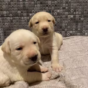 Labrador Retriever Puppies for Sale in Texas (TX)